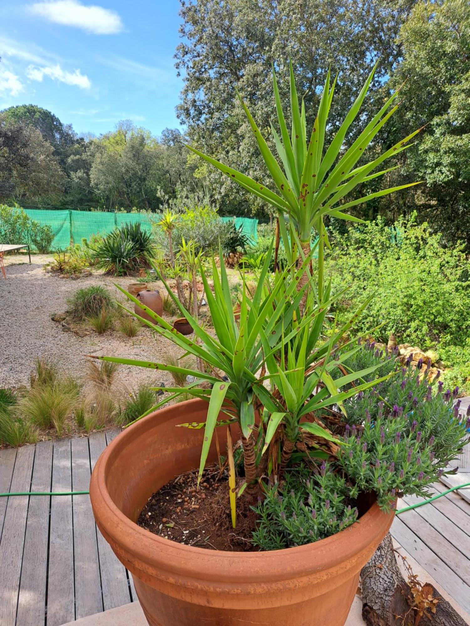 Bed and Breakfast Le Calme De La Garrigue Russan Exterior foto